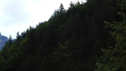 Deep green dense pine tree forest covering stone rock Olympus mountain in cloudy Stock Footage 95794345