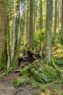 Deep green forest on bright summer day Stock-Fotos