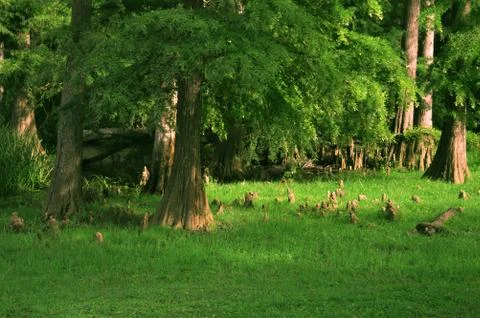A deep green forest Stock Photos