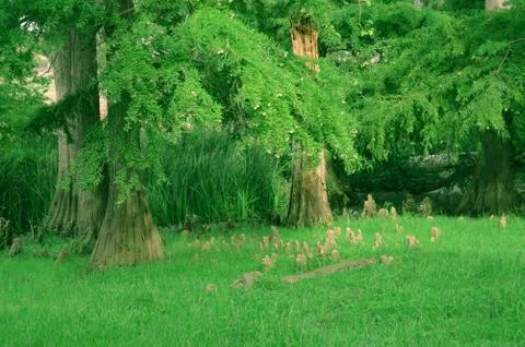 Deep green forest Stock Photos