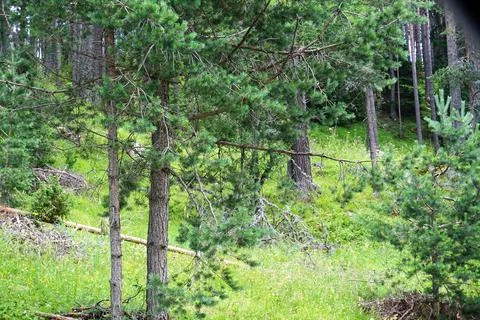 Deep in the green forest Foto stock