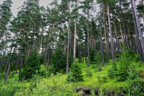 Deep in the green forest Stock Photos