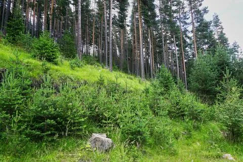 Deep in the green forest Stock Photos