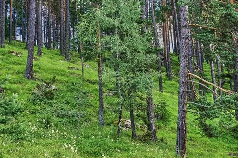 Deep in the green forest 스톡 사진