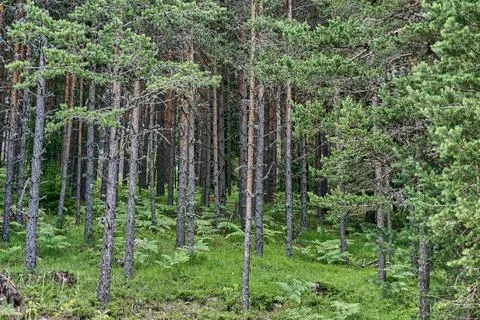 Deep in the green forest Stock Photos