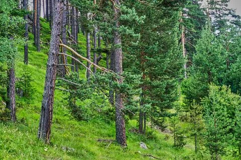 Deep in the green forest Stock Photos