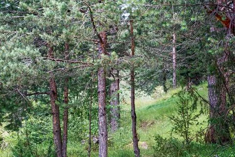 Deep in the green forest 写真素材