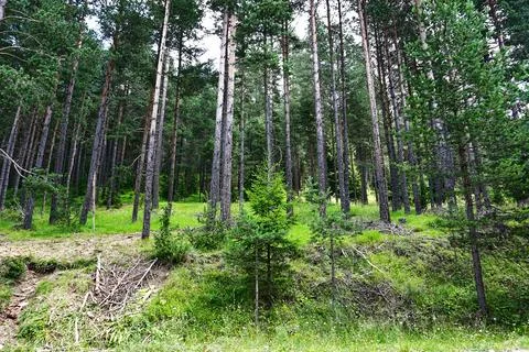 Deep in the green forest Stock Photos