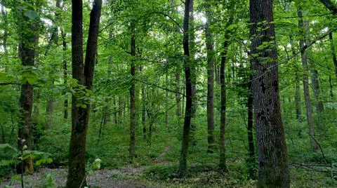 Deep green forest with trees Stock Photos