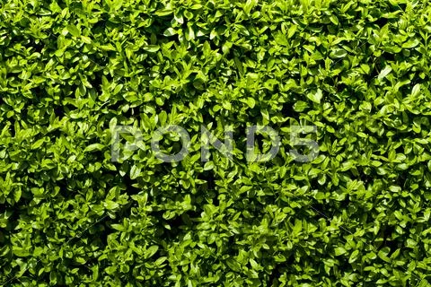 Deep green hedge Stock Photos
