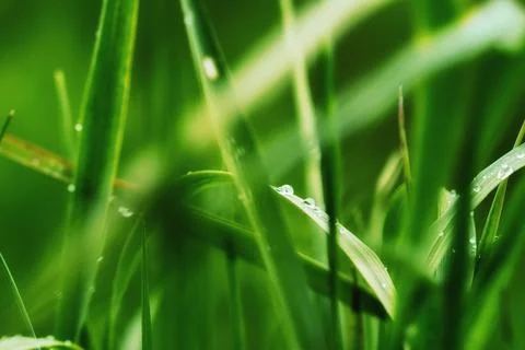 Deep green leaves Foto stock