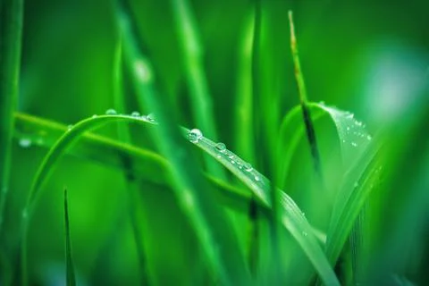 Deep green leaves Stock Photos