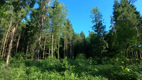 Deep in green mixed forest. Trees and undergrowth covering forest soil Stock Footage 131302273