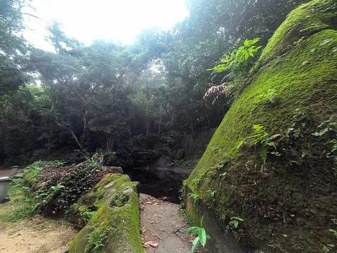 Deep Green Nature Stock Photos