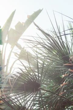 Deep green palm leaves pattern with bright sun flare effect. Creative layout, Stock Photos