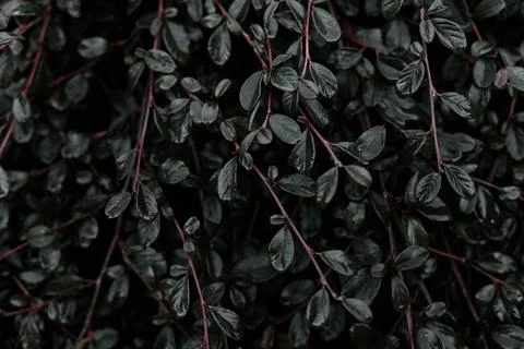 Deep Green Stock Photos