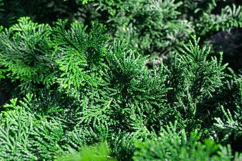 Deep Green Pine Leaves Macro Foto stock