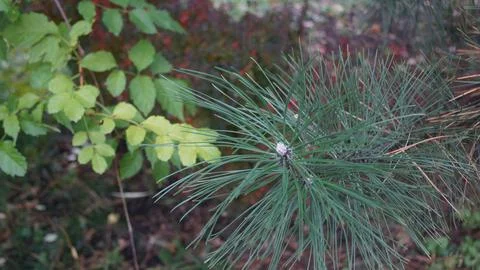 Deep Green Pine Needles and Branch Close-up Stock Photos