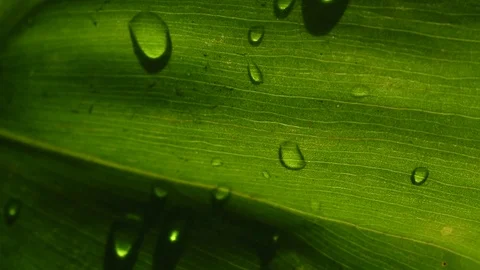 Deep green plant leaf texture closeup, with small rain water droplets Stock Footage 77046138