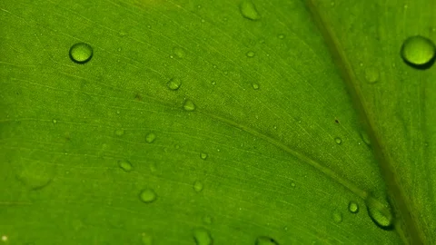 Deep green plant leaf texture closeup, with small rain water droplets Stock Footage 77046805