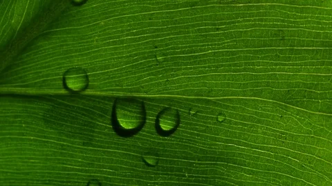 Deep green plant leaf texture closeup, with small rain water droplets Stock Footage 77047100