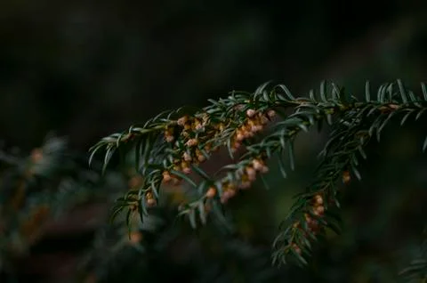 Deep green spruce branches background, macro photo Stock Photos