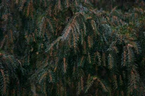 Deep green spruce branches background, forest wallpaper Stock Photos