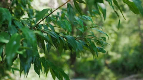 Deep Green Tree Branches Overhanging River Stock Footage 152681746