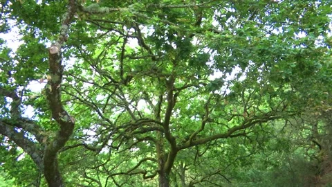 DEEP GREEN TREES IN THE FOREST Stock Footage 95669073