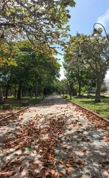 Deep green trees natural path Stock Photos