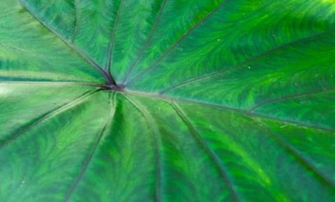Deep Green Tropical Leaf Pattern Stock Photos