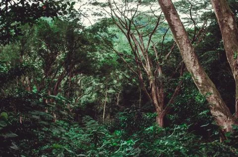Deep green vegetation with indigenous trees in an almost virgin place in Hawaii Stock Photos