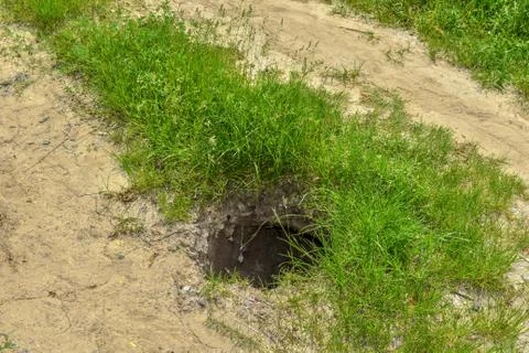 Deep hole in yellow sandy ground against a background of green grass Stock Photos