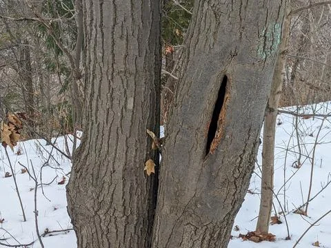 Deep Hollow Split Opening in Tree Trunk Bark Along Snowy Winter Forest Trail Foto stock