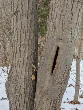 Deep Hollow Split Opening in Tree Trunk Bark Along Snowy Winter Forest Trail Stock Photos