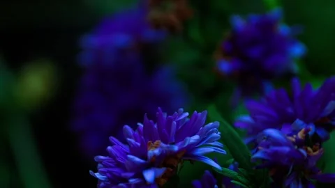 Deep indigo blooms with hints of blue and green Stockbeeldmateriaal 313064137