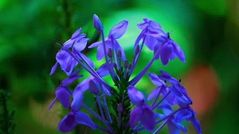 Deep indigo blooms with hints of blue and green Stockbeeldmateriaal 313064348