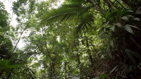 Deep inside Caribbean Jungle (99) Stock Footage 93396752