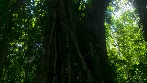 Deep inside a Forest Shot Video stock 288236812