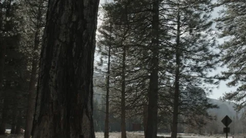 Deep Inside the Forest of Yosemite 스톡 동영상 201497277