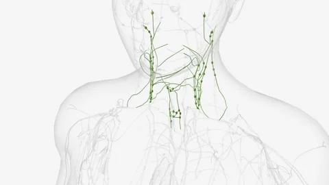 Deep Iymphatics of head and neck Stock Footage 271042850
