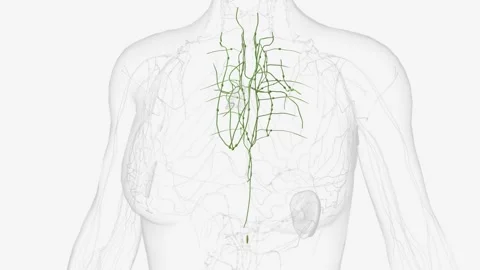 Deep Iymphatics of thorax Stock Footage 271039816