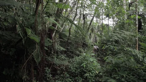 Deep jungle and a man trekking Stock Footage