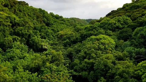 Deep in the Jungle Video stock 115628008