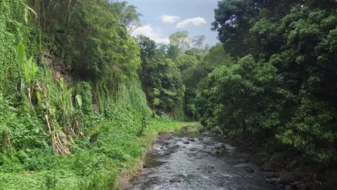 Deep into the Jungle Stock Footage 147622208