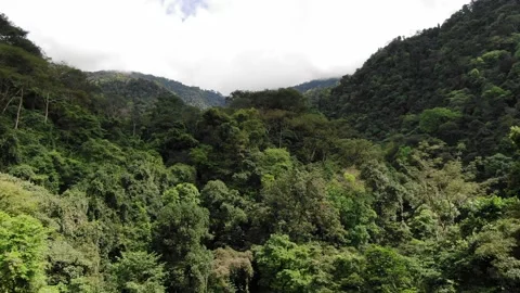 Deep jungle mountain side of Costa Rica Stock Footage 141766435