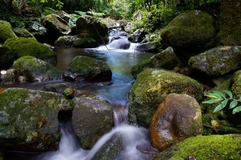 Deep In The Jungle 스톡 사진