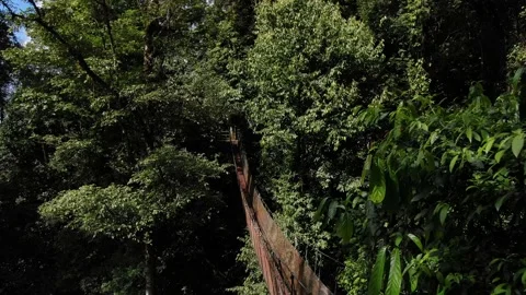 Deep jungle red bridge Stock Footage 141766384