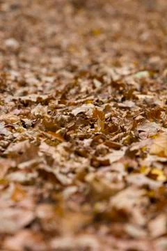 Deep layer of withered fallen leaves lying on the ground Stock Photos