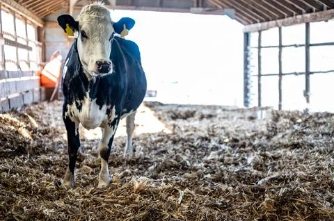 Deep-litter bedding in a bred heifer dairy pole barn. Stock Photos